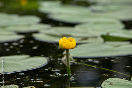 Wallpaper Mural Water lily, beautiful flowers on a clean lake Torontodigital.ca