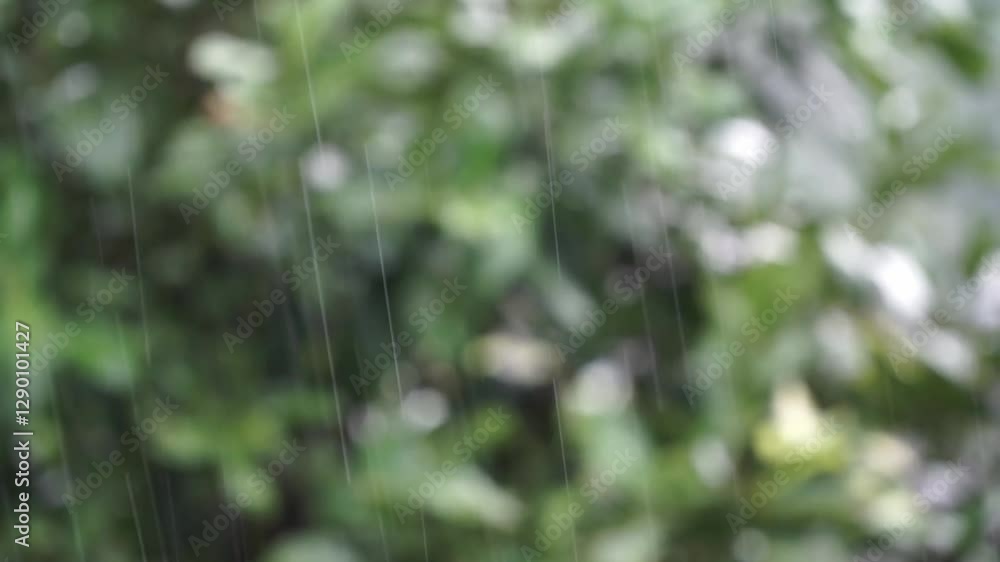 Detail of rain fall with blur nature green leaves background Detail of rain fall with blur nature green leaves background