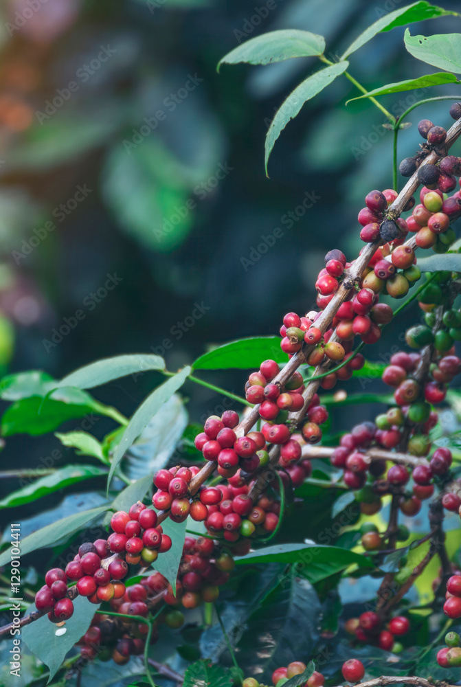Obraz premium Vertical Close up hands harvest red seed in basket robusta arabica plant farm. Coffee plant farm woman Hands harvest raw coffee beans. Vertical Horizon Ripe Red berries fresh seed green tree eco farm