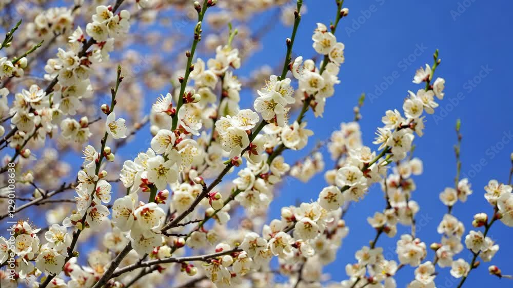 Beautiful white blossoms on branches against clear blue sky during springtime in a serene garden Beautiful white blossoms on branches against clear blue sky during springtime in a serene garden
