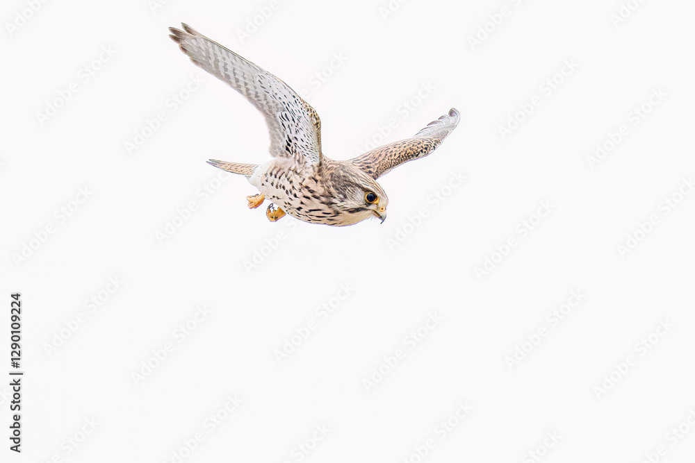 Fototapeta premium 狩りのために飛翔する美しいチョウゲンボウ（ハヤブサ科） 英名学名：Common Kestrel (Falco tinnunculus, family comprising falcons) 神奈川県平塚市、岡崎の田んぼ-2025年 