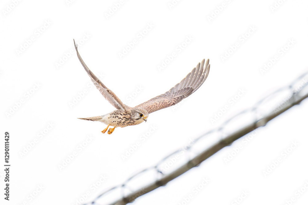狩りのために飛翔する美しいチョウゲンボウ(ハヤブサ科)
英名学名:Common Kestrel (Falco tinnunculus, family comprising falcons)
神奈川県平塚市、岡崎の田んぼ-2025年
狩りのために飛翔する美しいチョウゲンボウ(ハヤブサ科)
英名学名:Common Kestrel (Falco tinnunculus, family comprising falcons)
神奈川県平塚市、岡崎の田んぼ-2025年