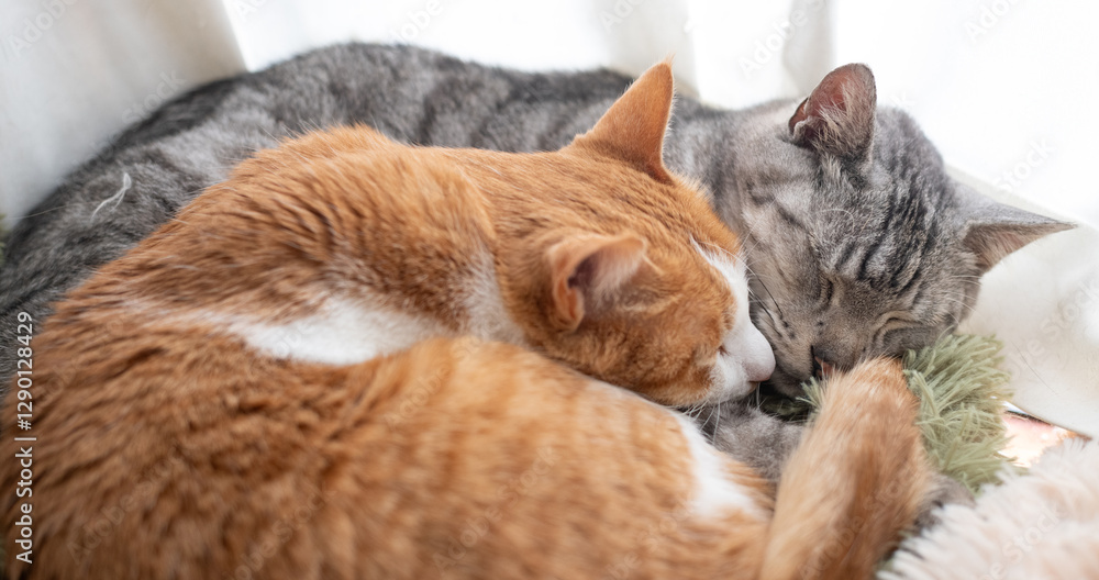 窓辺で眠る二匹の猫 窓辺で眠る二匹の猫