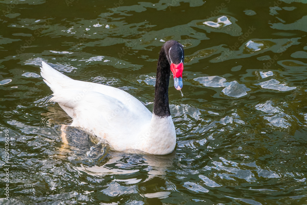 Fototapeta premium The black-necked swan, Cygnus melancoryphus, is a swan that is the largest waterfowl native to South America. The body plumage is white with a black neck and head and greyish bill