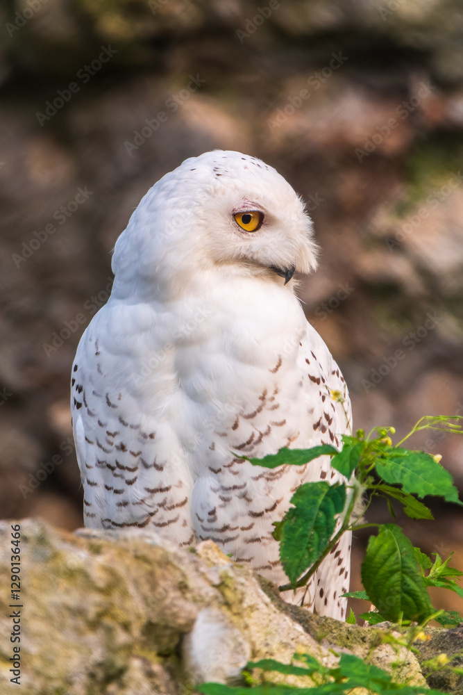 Obraz premium A snowy owl sits on a rock cliff.