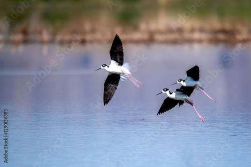 Three black necked stilts flying together and about to land stylishly on a blue pond near Lake Perris photo