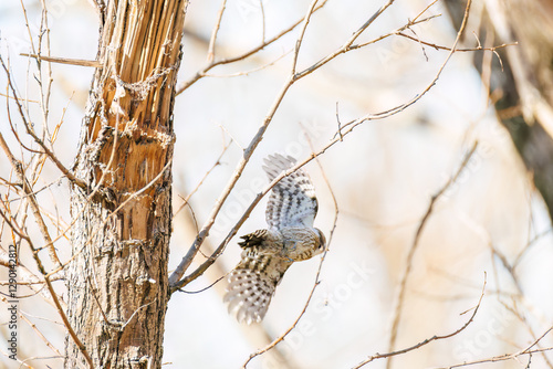 飛び立つ可愛いコゲラ（キツツキ科）
英名学名：Japanese pygmy woodpecker (Dendrocopos kizuki)  
栃木県栃木市渡良瀬遊水地-2025
 photo