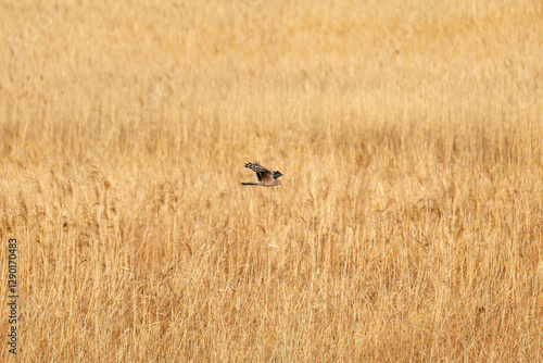 夕方飛翔してねぐら入りする美しいハイイロチュウヒ（タカ科）
英名学名：orthern harrier (Circus cyaneus, family comprising hawks) 
栃木県栃木市渡良瀬遊水地-2025
 photo