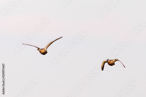 飛翔する美しいマガモ（カモ科）他の群れ
英名学名：Mallard (Anas platyrhynchos) 
栃木県栃木市渡良瀬遊水地-2025
 photo