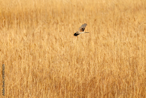 夕方飛翔してねぐら入りする美しいハイイロチュウヒ（タカ科）
英名学名：orthern harrier (Circus cyaneus, family comprising hawks) 
栃木県栃木市渡良瀬遊水地-2025
 photo