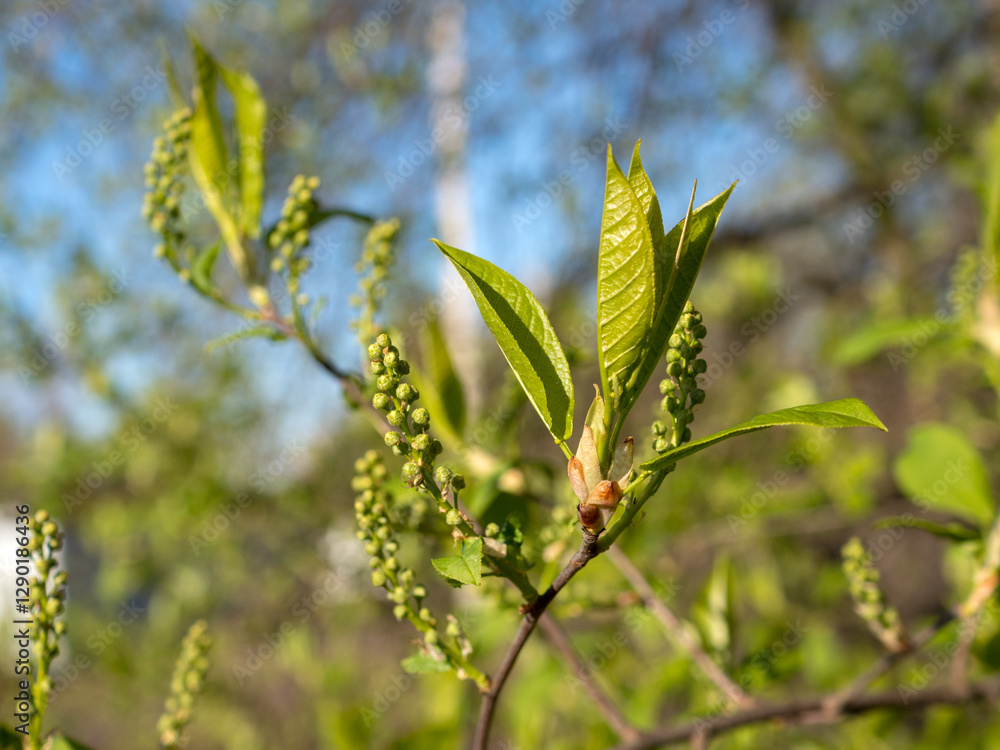 bird cherry branch with buds and green leaves bird cherry branch with buds and green leaves