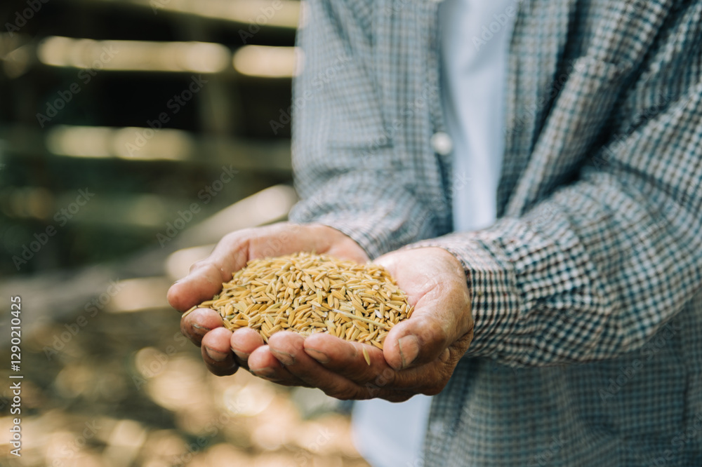 Close up hand holding on seed ,Seeding,Seedling,Agriculture. rice seed in sun light Close up hand holding on seed ,Seeding,Seedling,Agriculture. rice seed in sun light