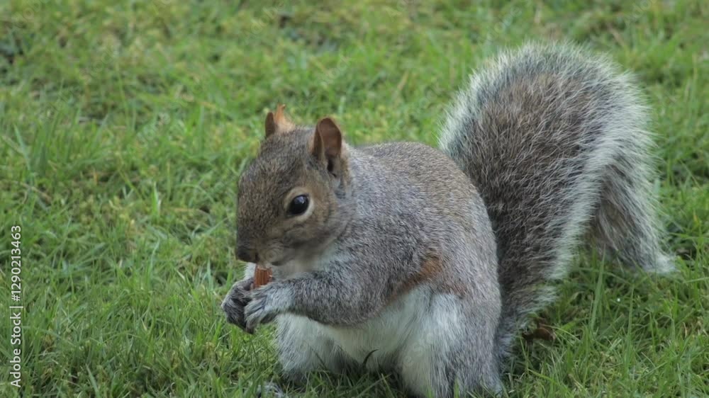 Grey Squirrel Eating An Almond Close Up Daytime Borehamwood Hertfordshire UK Grey Squirrel Eating An Almond Close Up Daytime Borehamwood Hertfordshire UK