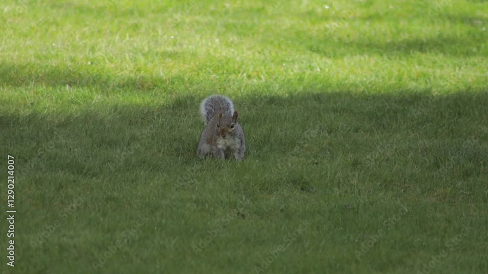 Grey Squirrel Searching Digging For Food Then Stands Up In Slow Motion Daytime Sunny Wet Grass Garden Borehamwood Hertfordshire UK Grey Squirrel Searching Digging For Food Then Stands Up In Slow Motion Daytime Sunny Wet Grass Garden Borehamwood Hertfordshire UK