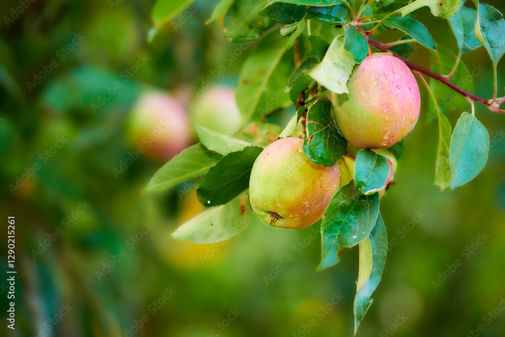 Apples, nature and tree with morning dew for agriculture, growth or agro at farm outdoor. Fresh fruit, organic plant or water droplets in orchard for harvest in garden for food production with leaves