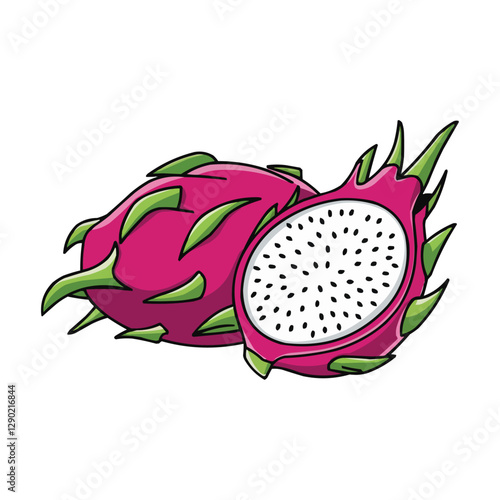 dragon fruit vector illustration