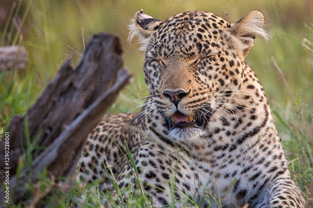 Adult Leopard (panthera pardus) sitting, late afternoon, Kenya. Adult Leopard (panthera pardus) sitting, late afternoon, Kenya.