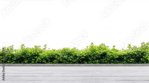 Green Hedge Against White Background
