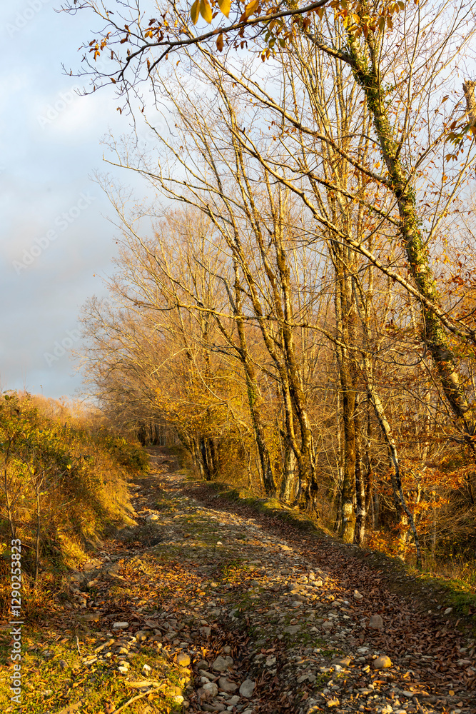 Path through a forest with trees in autumn Path through a forest with trees in autumn