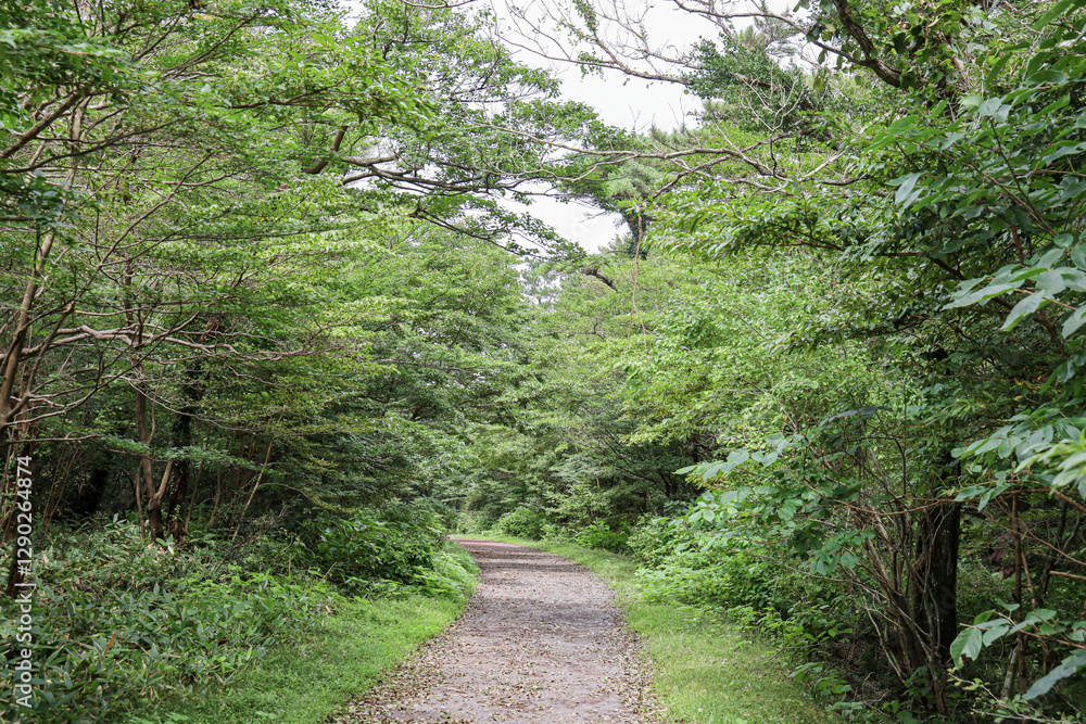 삼나무 숲사이로 지나가는 산책로 풍경 제주 서귀포시 남원읍 하례리 한라산둘레길 수악길 삼나무 숲사이로 지나가는 산책로 풍경 제주 서귀포시 남원읍 하례리 한라산둘레길 수악길