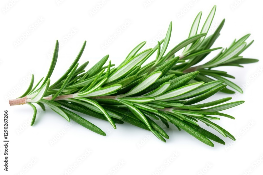 Fototapeta premium Rosemary herbs rosemary herbal.