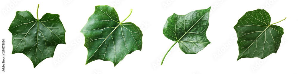 Collection of Varied Green Leaves Isolated on Transparent Background Collection of Varied Green Leaves Isolated on Transparent Background