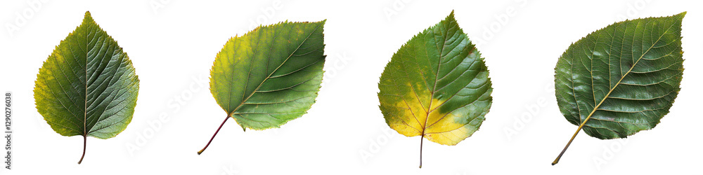 Close-up View of Vibrant Green Leaves with Varying Shades of Color Close-up View of Vibrant Green Leaves with Varying Shades of Color
