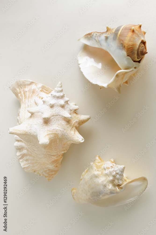 Seashells close up on beige background poster. Neutral colors .poster Seashells close up on beige background poster. Neutral colors .poster