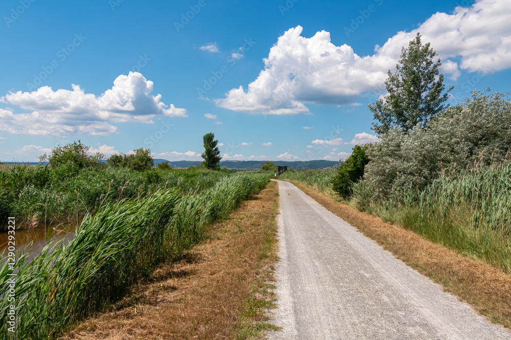 Gravel path winds its way through a lush wetland landscape near Purbach at Neusiedlersee, Austria. Flanked by tall reeds and grasses swaying gently in breeze. Serene beauty and natural charm. Serenity Gravel path winds its way through a lush wetland landscape near Purbach at Neusiedlersee, Austria. Flanked by tall reeds and grasses swaying gently in breeze. Serene beauty and natural charm. Serenity