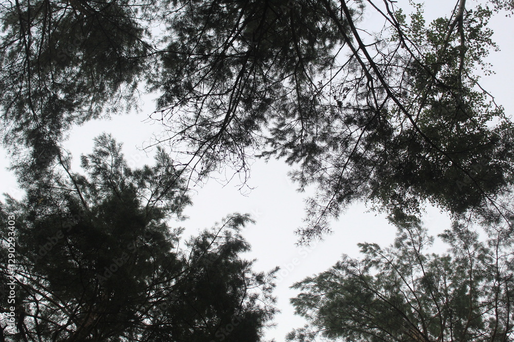The gap between the branches of trees in the forest, park, view from below. The paradox of tree shyness The gap between the branches of trees in the forest, park, view from below. The paradox of tree shyness