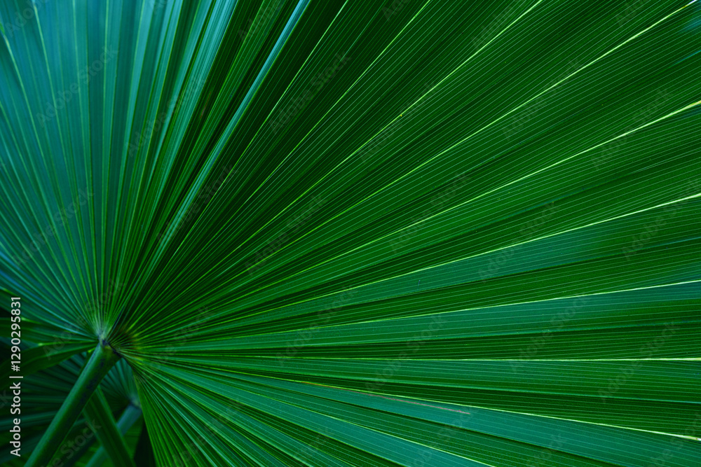 Obraz premium abstract palm leaf textures on dark blue tone, natural green background.