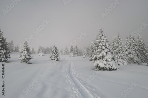 Snow-covered firs line a trail at Moschkogel, Koralpe, Austria. Wispy fog veils snow laden conifer trees. Peaceful winter scene. Snowy challenging weather conditions. Remote Austrian Alps. Ski touring photo