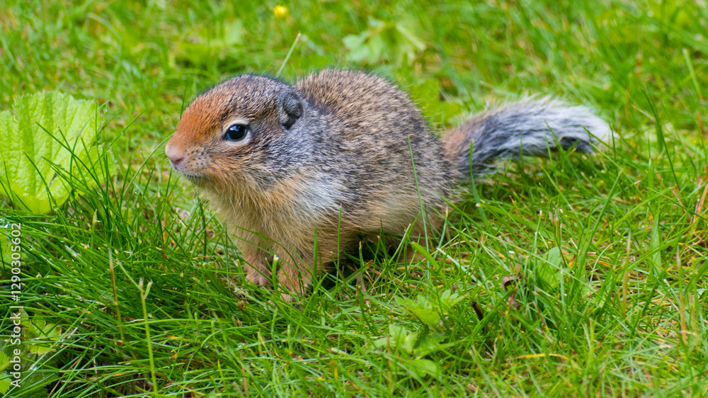 A charming image of a small rodent exploring the lush green grass, showcasing the adorable features and inquisitive nature of wildlife in their natural habitat. A charming image of a small rodent exploring the lush green grass, showcasing the adorable features and inquisitive nature of wildlife in their natural habitat.