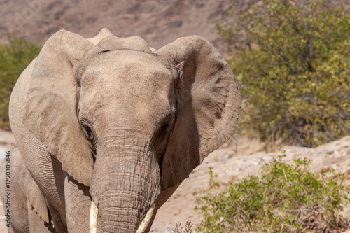 Encounter with a Desert Elphant -loxodonta - africana-in Northern Namibia.