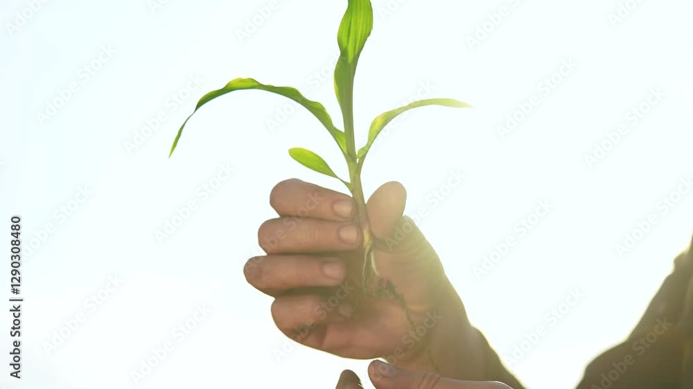farmer plants corn plant. agriculture business farm concept. green corn sprout in the hands of a farmer. sprout in the hands of a man in a checkered shirt close-up, sky on lifestyle background farmer plants corn plant. agriculture business farm concept. green corn sprout in the hands of a farmer. sprout in the hands of a man in a checkered shirt close-up, sky on lifestyle background