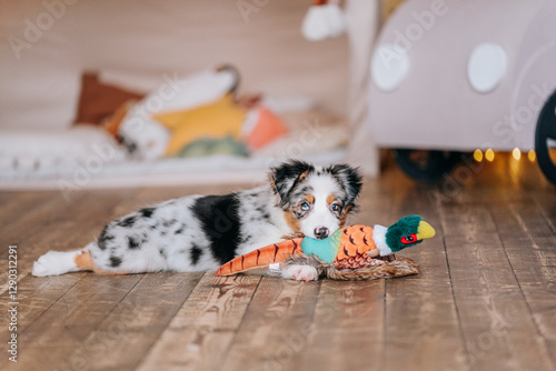 Bilde på lerret beautiful merle Australian shepherd puppy playing with a toy on the floor at hom