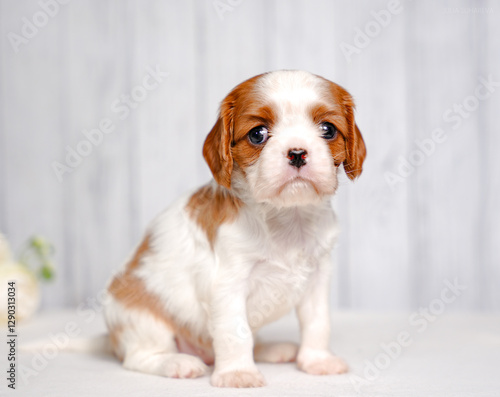 Canvas-taulu small cute Cavalier King Charles Spaniel puppy on a light background
