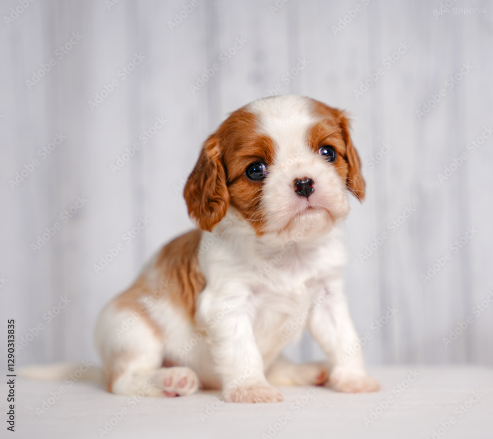 small cute Cavalier King Charles Spaniel puppy on a light background small cute Cavalier King Charles Spaniel puppy on a light background