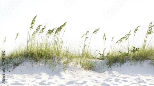 dune grass on white background/dune grass/summertime vacation