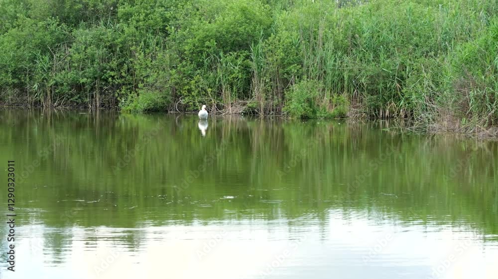 Swan Lake Grooming Over Tranquil Swamp Waters Near Csaszartoltes, Hungary. Wide Shot Swan Lake Grooming Over Tranquil Swamp Waters Near Csaszartoltes, Hungary. Wide Shot