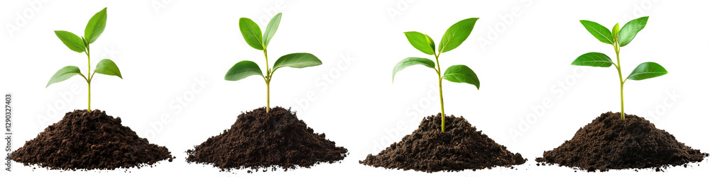 set of A small green seedling is growing from the ground, seedling from the ground, green seedling, the beginning of a tree, the birth of a small seedling, on a transparent backgrounds set of A small green seedling is growing from the ground, seedling from the ground, green seedling, the beginning of a tree, the birth of a small seedling, on a transparent backgrounds