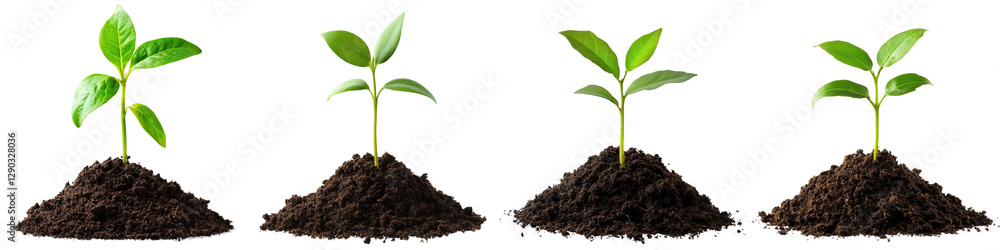set of A small green seedling is growing from the ground, seedling from the ground, green seedling, the beginning of a tree, the birth of a small seedling, on a transparent backgrounds set of A small green seedling is growing from the ground, seedling from the ground, green seedling, the beginning of a tree, the birth of a small seedling, on a transparent backgrounds