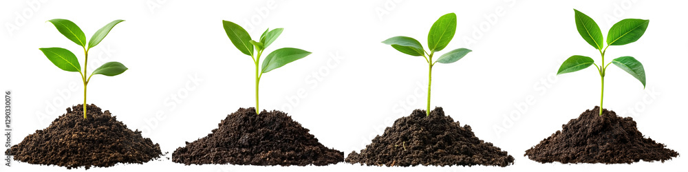 set of A small green seedling is growing from the ground, seedling from the ground, green seedling, the beginning of a tree, the birth of a small seedling, on a transparent backgrounds set of A small green seedling is growing from the ground, seedling from the ground, green seedling, the beginning of a tree, the birth of a small seedling, on a transparent backgrounds