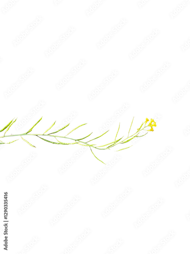 Fototapeta premium The yellow flower and leaf