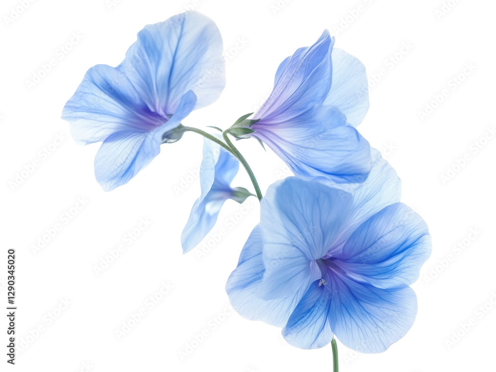 Fototapeta premium Stunning Blue Flowers Closeup Photography: Delicate Petals and Vibrant Hues