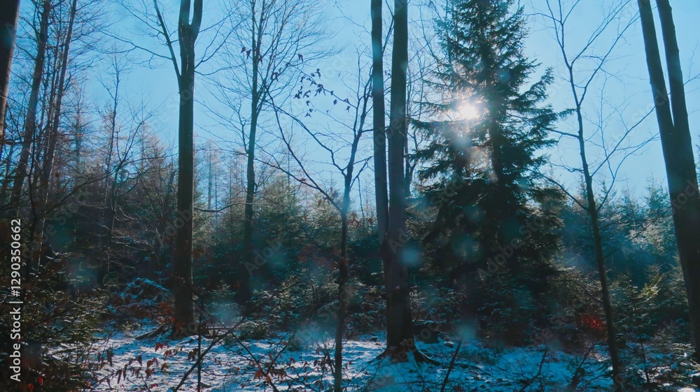 Vibrant early spring in the Beskid Mountains, with warm sunlight illuminating trees, creating a serene and peaceful forest landscape Vibrant early spring in the Beskid Mountains, with warm sunlight illuminating trees, creating a serene and peaceful forest landscape