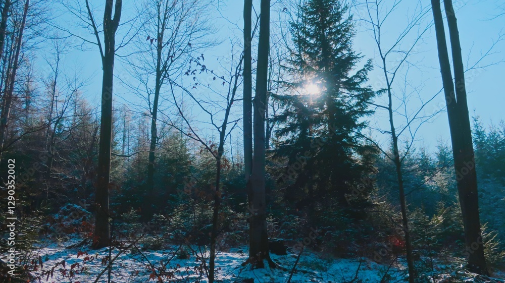 Vibrant early spring in the Beskid Mountains, with warm sunlight illuminating trees, creating a serene and peaceful forest landscape Vibrant early spring in the Beskid Mountains, with warm sunlight illuminating trees, creating a serene and peaceful forest landscape