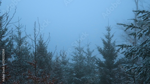 Serene winter landscape with misty bare trees, and a tranquil forest, evoking a sense of mystery and peace, perfect for themes of nature, solitude, and atmospheric beauty