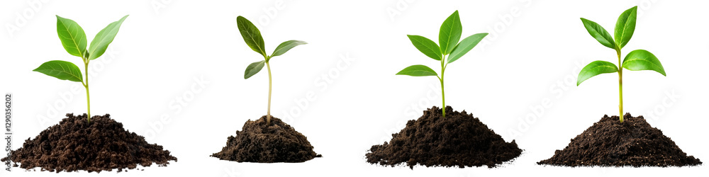 set of A small green seedling is growing from the ground, seedling from the ground, green seedling, the beginning of a tree, the birth of a small seedling, on a transparent backgrounds set of A small green seedling is growing from the ground, seedling from the ground, green seedling, the beginning of a tree, the birth of a small seedling, on a transparent backgrounds