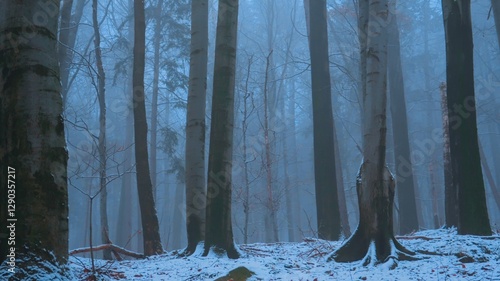 Serene winter landscape with misty bare trees, and a tranquil forest, evoking a sense of mystery and peace, perfect for themes of nature, solitude, and atmospheric beauty